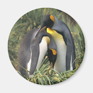 Aimant Les amoureux des pingouins