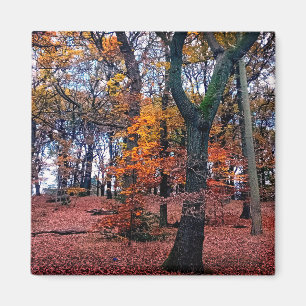 Aimant Les arbres d'automne