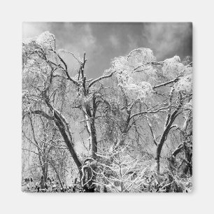 Aimant les arbres l'hiver