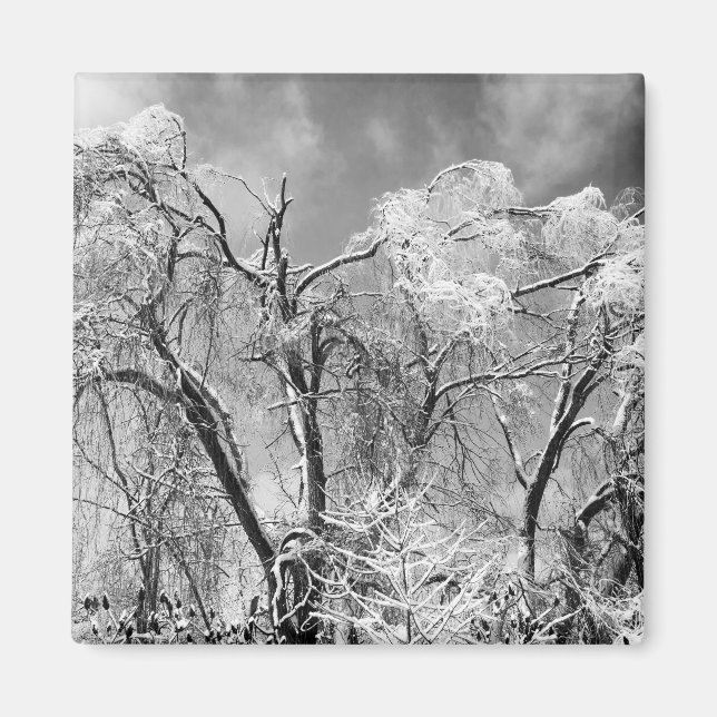 Aimant les arbres l'hiver (Devant)