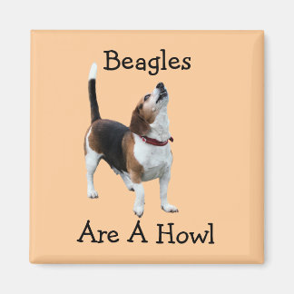 Aimant Les beagles Sont Un Chien Amusant