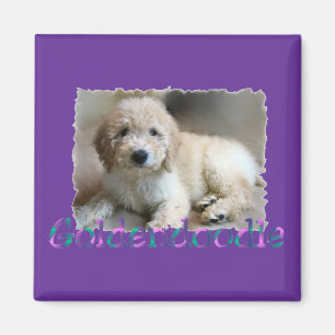 Aimant Les cadeaux Goldendoodle Lovers