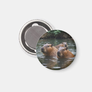 Aimant Les capybaras nagent dans la rivière,