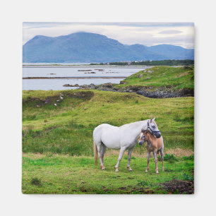 Aimant Les Chevaux du Connemara   Galway, Irlande