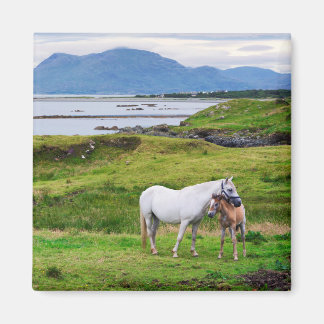 Aimant Les Chevaux du Connemara | Galway, Irlande