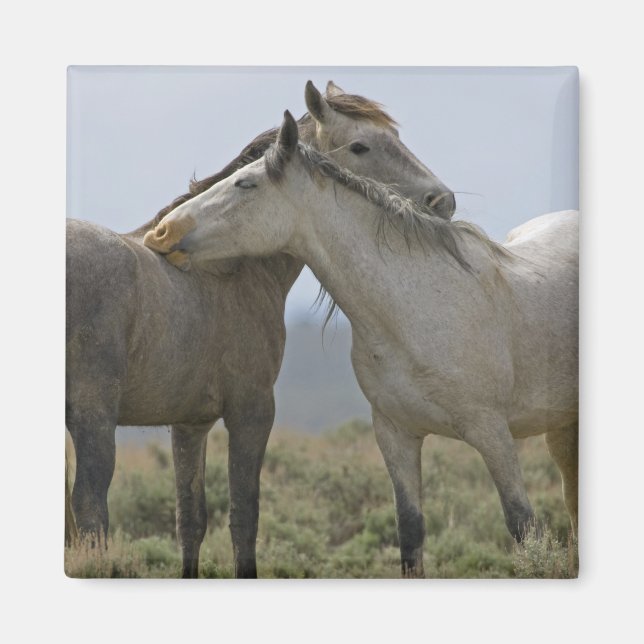 Aimant Les Chevaux Sauvages (Devant)