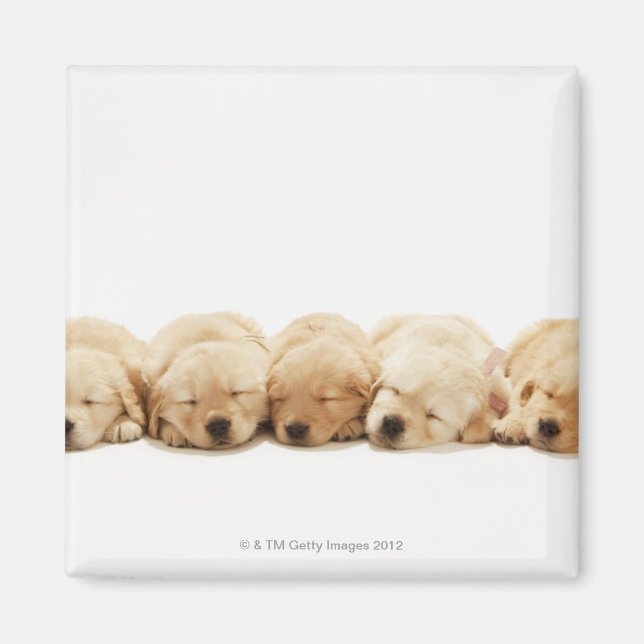 Aimant Les chiots de l'golden retriever (Devant)