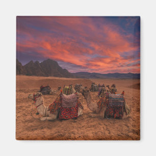 Aimant Les déserts   Camels Sinai Mountains Egypte