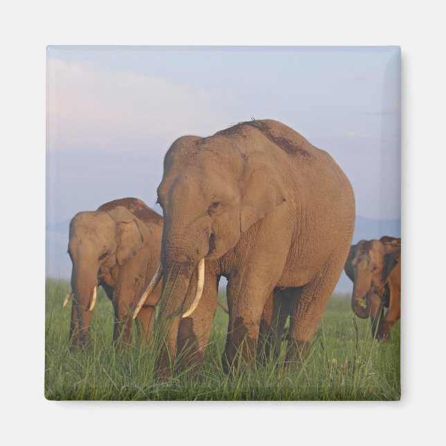 Aimant Les éléphants indiens dans les Prairies (Devant)