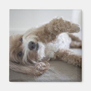 Aimant Les Etats-Unis, New York, New York City, Brooklyn,