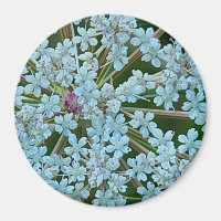 Les fleurs de dentelle de la reine Anne