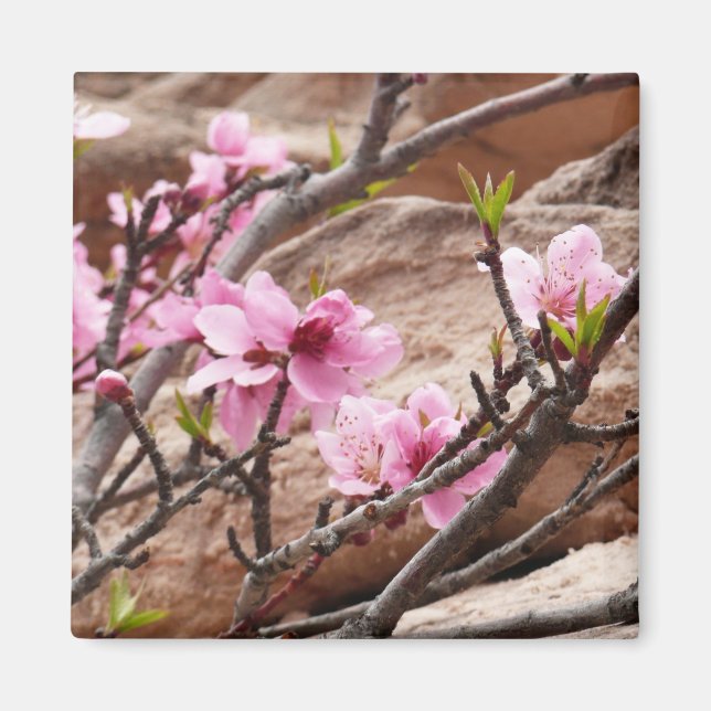 Aimant Les fleurs du printemps sur les rochers de Sion (Devant)