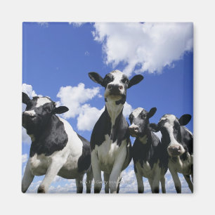 Aimant Les insectes observent la vue de quatre jeunes