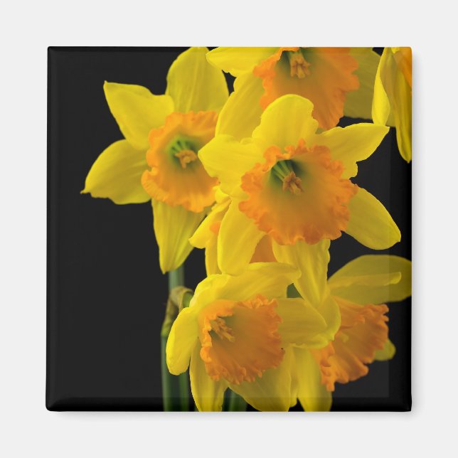 Aimant Les jonquilles Jaunes et Oranges (Devant)