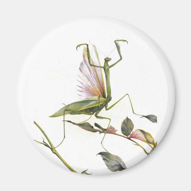 AIMANT LES MANTIS DE PRIÈRES (Devant)