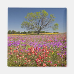 Aimant Les métis de printemps poussent dans les fleurs sa
