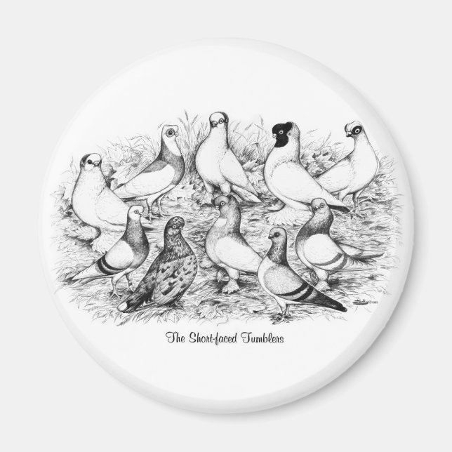 Aimant Les Pigeons Tumbler à courte vue (Devant)