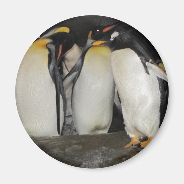 Aimant Les pingouins au zoo (Devant)