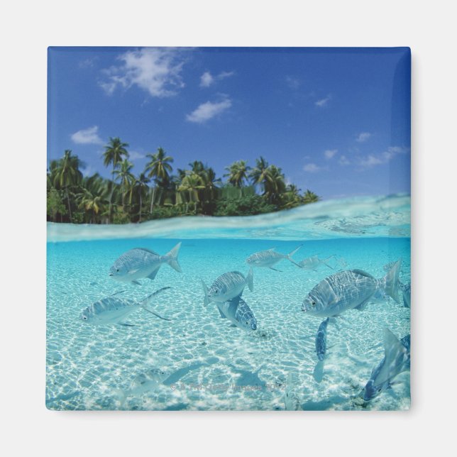 Aimant Les poissons en mer (Devant)