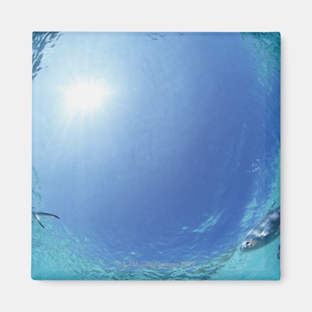 Aimant Les poissons en mer (Devant)