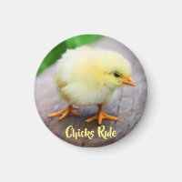 Les poussins Règle Bébé mignon Amant rond de poule
