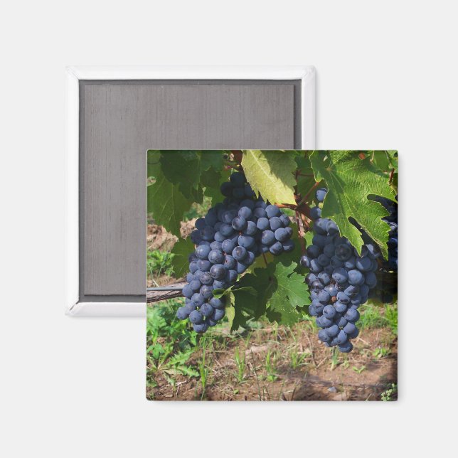 Aimant Les raisins sur l'aimant de vigne (Recto/Verso)
