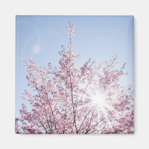 Aimant les rayons du soleil traversent les fleurs roses d