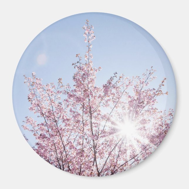 Aimant les rayons du soleil traversent les fleurs roses d (Devant)
