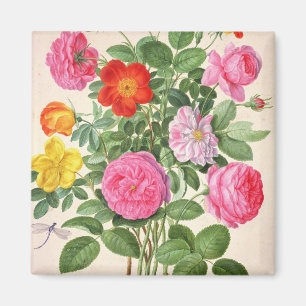 Aimant Les roses, plaquent 4 du Florilegium de Nassau (la