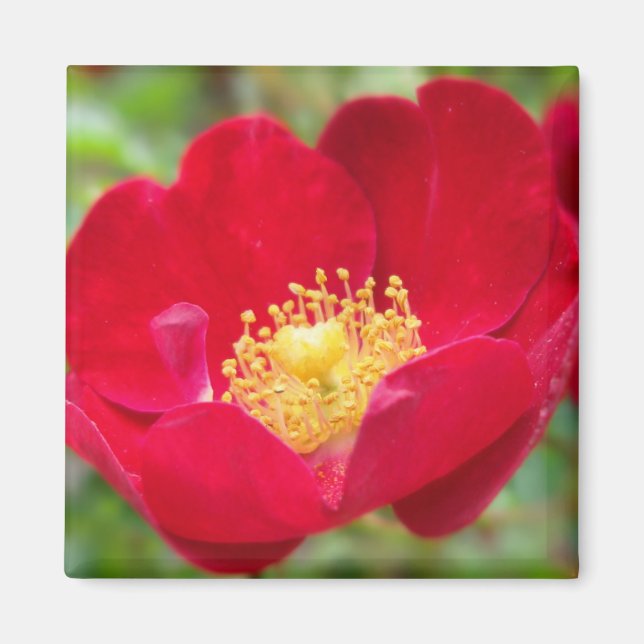 Aimant Les roses sont rouges (Devant)