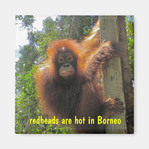 Aimant Les Têtes Rouges Sont Des Humours Chauds