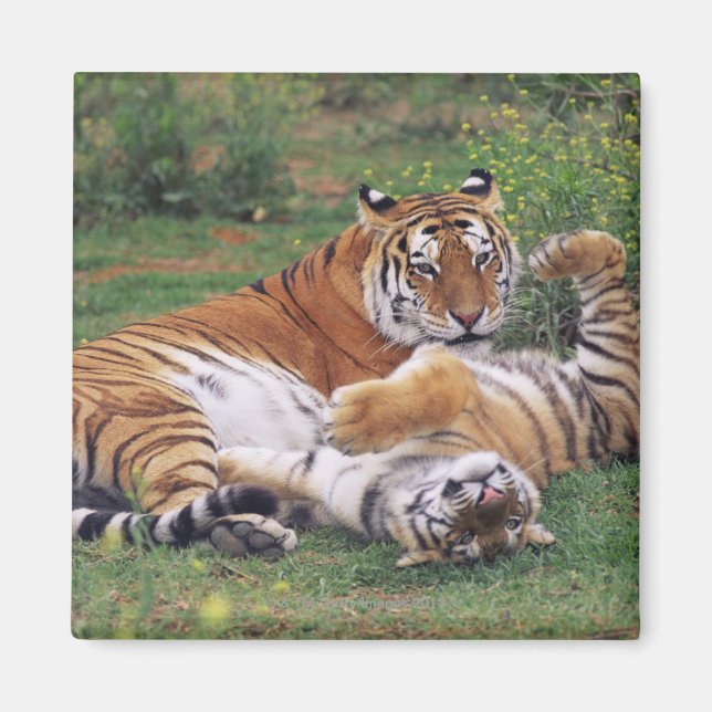 Aimant Les tigres du Bengale (Devant)