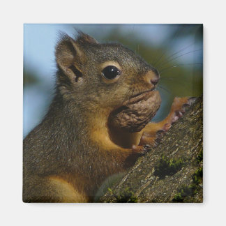 Aimant Les trésors d'un Chipmunk