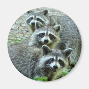 Aimant Les Trois Raccoons