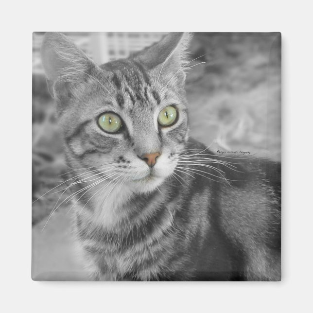 Aimant L'état des merveilles (Devant)