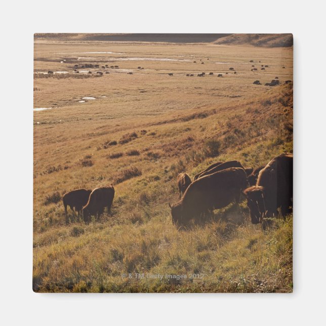 Aimant Lever du soleil sur le bison (Devant)