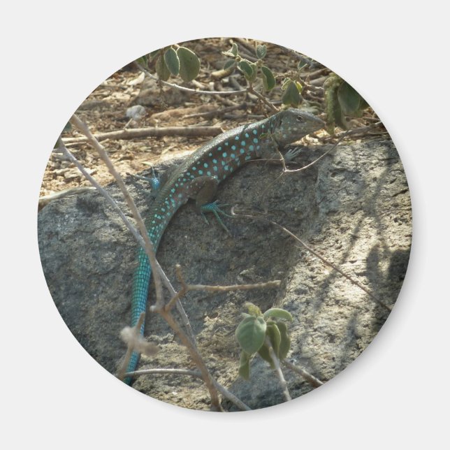 Aimant Lézard à queue fouettée d'Aruba Photographie d'ani (Devant)
