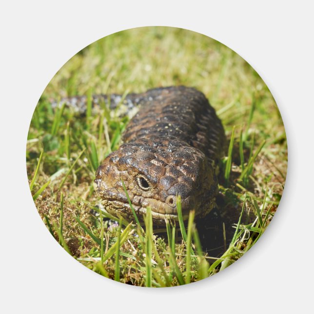 Aimant Lézard De La Langue Bleue Se Creusant Dans L'Herbe (Devant)