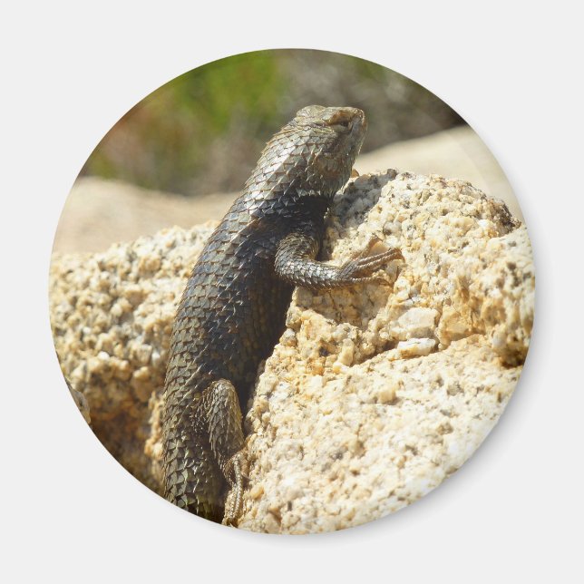 Aimant Lézard épineux à dos jaune à Joshua Tree (Devant)