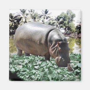 Aimant L'Hippo Et L'Oiseau