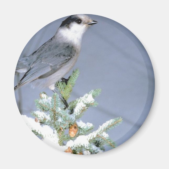 Aimant L'hiver des oiseaux sauvages (Devant)