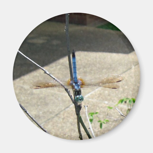 Aimant libellule (Devant)