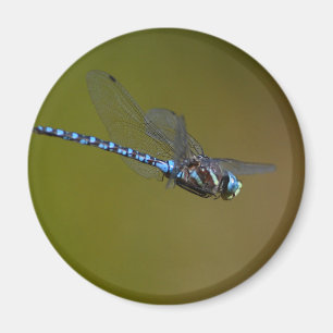 Aimant libellule