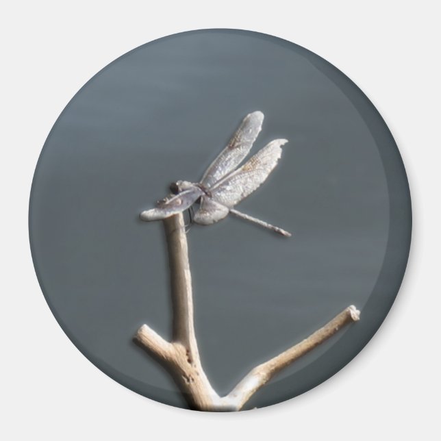 Aimant Libellule au repos (Devant)