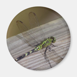 Aimant Libellule d'insecte