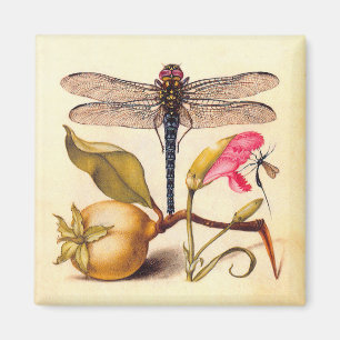 Aimant Libellule Nature Botanique Faune