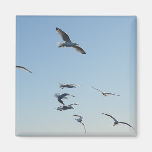 Aimant Liberté de mouettes s'élevant dans le ciel bleu cô