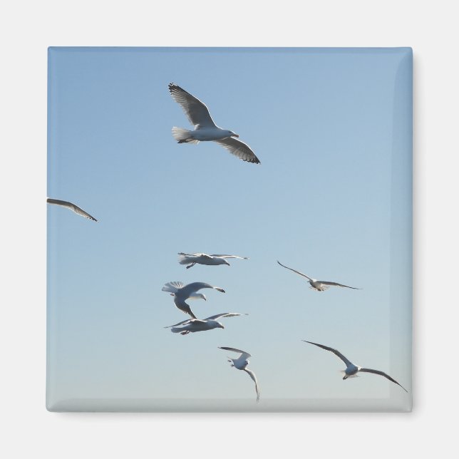 Aimant Liberté de mouettes s'élevant dans le ciel bleu cô (Devant)