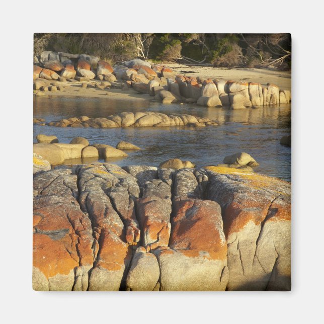Aimant Lichen orange sur des rochers, Binalong Bay, Baie  (Devant)