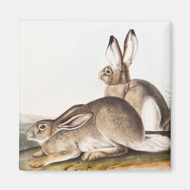 Aimant Lièvre des Rocheuses de Townsend (Lepus Townsendii (Devant)